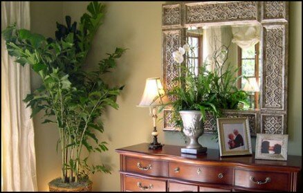 Plantas de interior